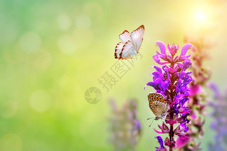 美丽的蓝蝴蝶坐在明亮图片