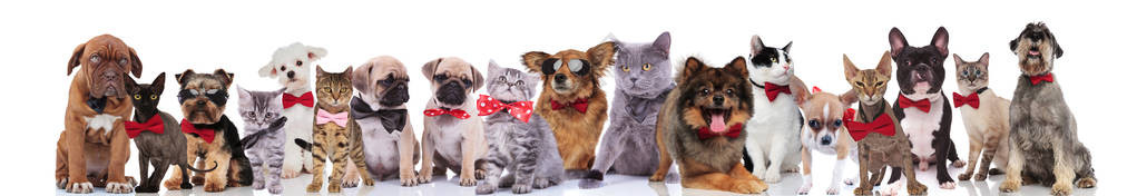 一大队快乐优雅的宠物红肠和太阳镜站立背景图片