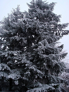 用白霜盖的高云杉冬天树图片