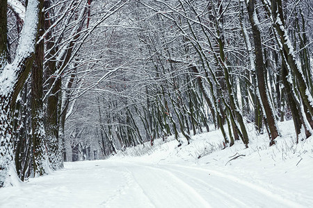 在森林的冬季道路上沉默冬天下了很多雪图片