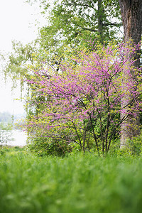 紫荆树春天开花丁香小花图片