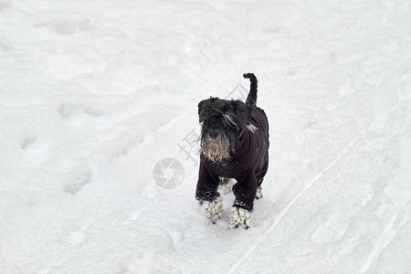 狗的腿下雪了黑狗在雪下奔跑背景图片