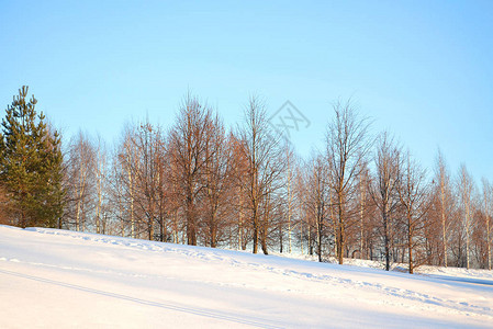 被雪覆盖的树木结霜的冬季景观图片