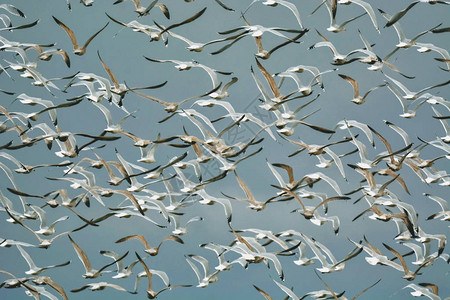 大群海鸥在空中飞翔自由飞行自由概图片