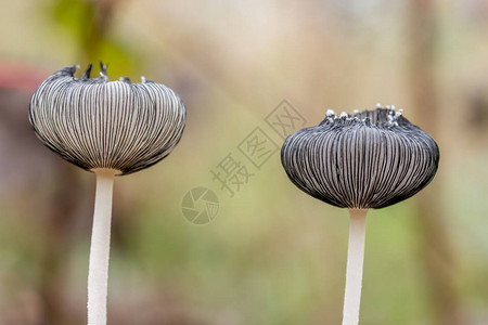 草地上的白蘑菇森林里的椰子图片