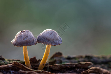 灵芝孢子两个模糊背景的小型蘑菇My背景