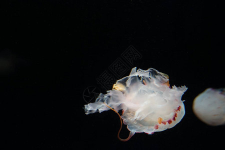 水母鱼海藻的水族馆背景不错图片