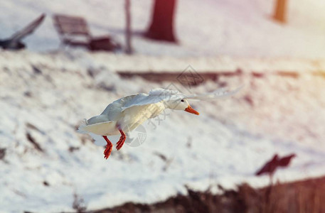 野鸭公鹿白色稀有变异人冬季基因突变图片