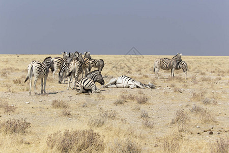 许多斑马人站在纳米比亚图片