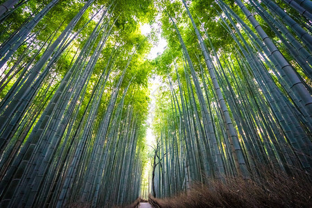 日本京都林中美丽的竹林景色青背景图片