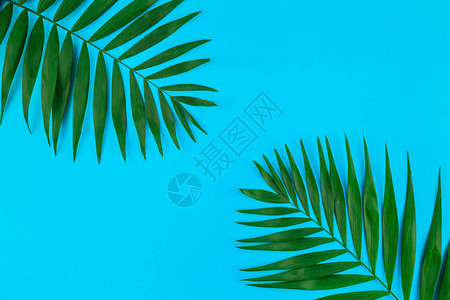 彩色纸背景上绿色热带棕榈叶的创意平躺顶视图背景图片