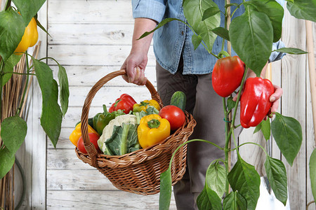 菜园里的女手拿着柳条篮从郁葱的绿色植物中采摘彩色红甜椒背景图片