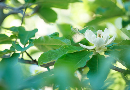 白玉兰花美丽盛开的玉兰树枝在春天玉兰花盛开的树自图片
