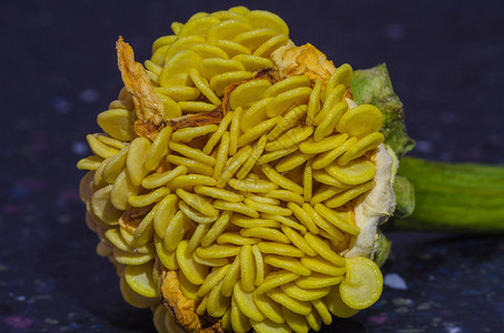 黄色甜椒种子的好特写镜头图片