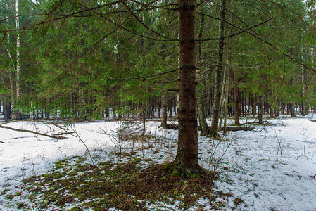 白冬森林中的快河流阴云的一天深褐色水图片