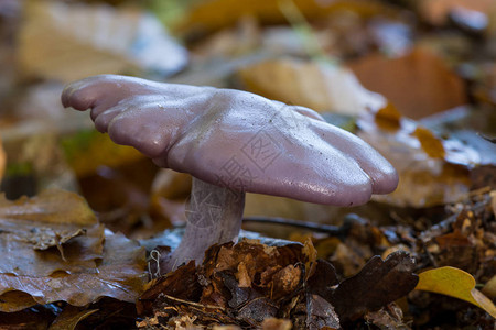 森林里的粉红蘑菇它是一种受欢迎且美味的食用菌然而图片