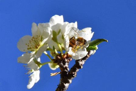 蜜蜂授粉白色果花图片