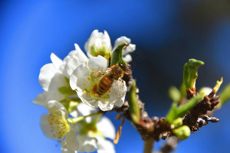 蜜蜂在春天给果花授粉图片