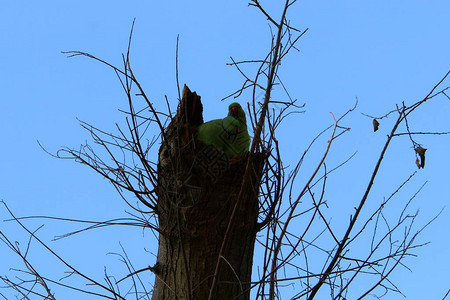 绿鹦鹉住在树洞里图片
