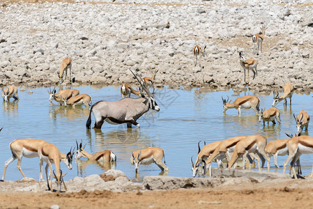 非洲大草原的野生大羚羊图片