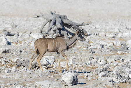 非洲大草原上的野生捻角羚图片