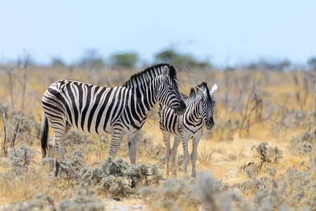 野斑马母亲和幼崽在非洲热图片
