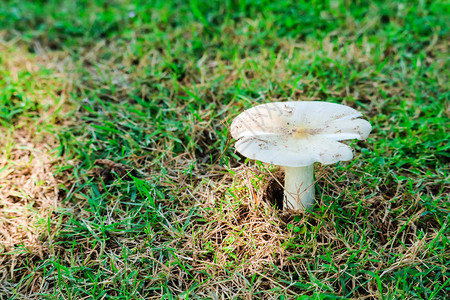 几天下雨后在花园里长大背景图片