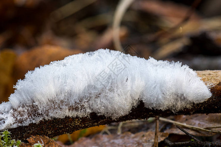 冰毛非常少见在冬天看到真菌和图片