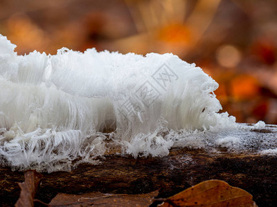 冰毛非常少见在冬天看到真菌和图片