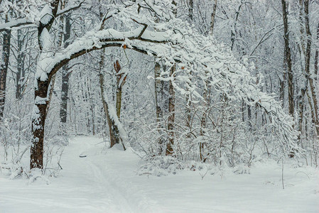 冬天树林里被雪堆覆盖的弯曲树枝图片