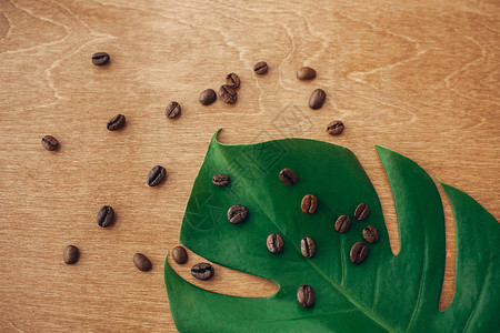 烤咖啡豆放在绿色龟背竹叶上图片