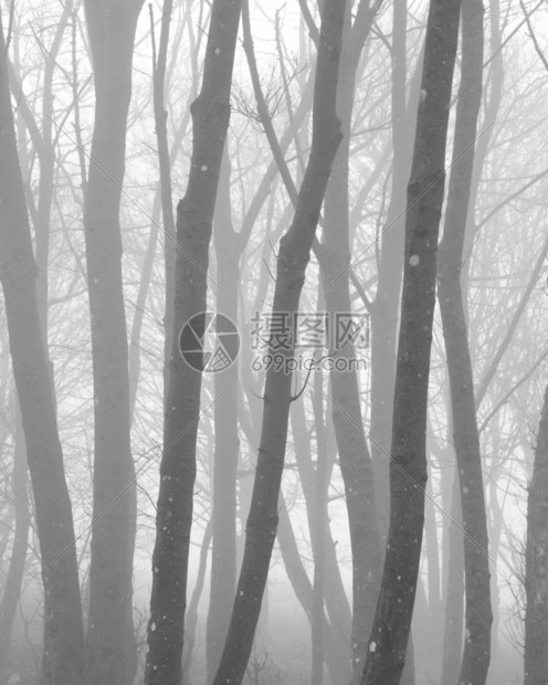 雾秋晨黑白森林景观图像图片