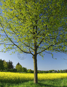 绿色和黄色的春天风景与绿树图片