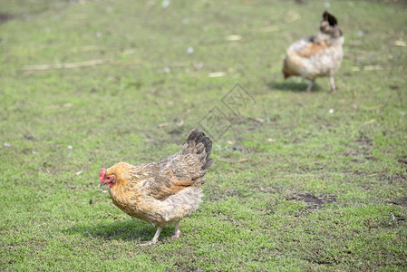 两只美丽的鸡在绿草地上散步寻找食背景图片