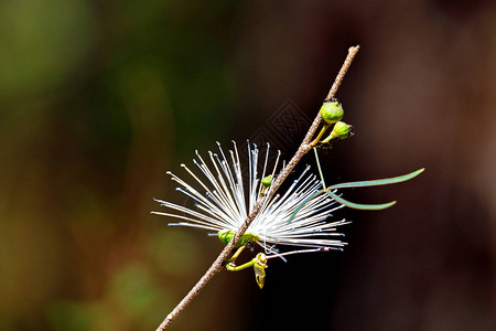 ThilachiumangustifoliumWildChroma花马达加斯Ankarafantsika公园马达加斯野图片