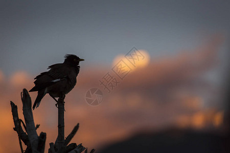 木头上的小鸟和马查普沙雷的鱼尾峰在尼泊图片