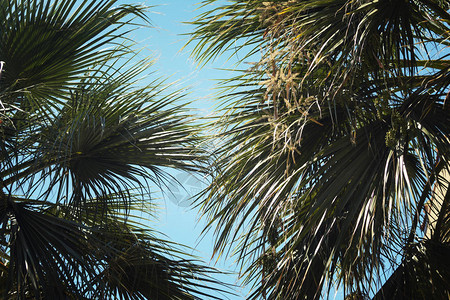 棕榈树绿色蔓延的分支在蓝天的图片
