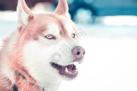 西伯利亚哈士奇蓝眼犬图片