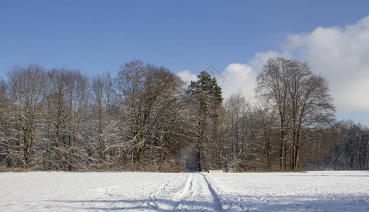 冬天深雪的林道图片