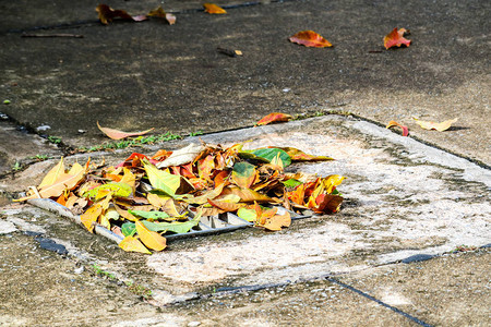 下大雨后叶子掉落排水区背景图片