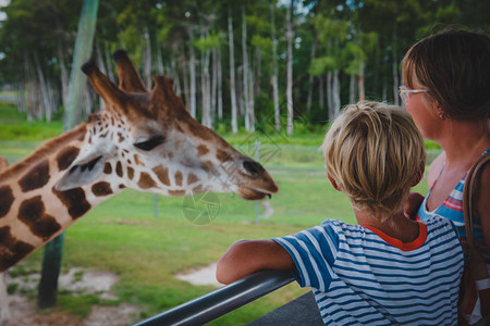 看着动物园中的长颈鹿家庭学习动物图片
