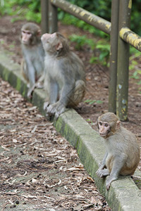 香港野猴家族图片
