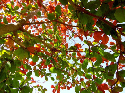 在初夏时节泰国清迈五颜六色的树叶图片
