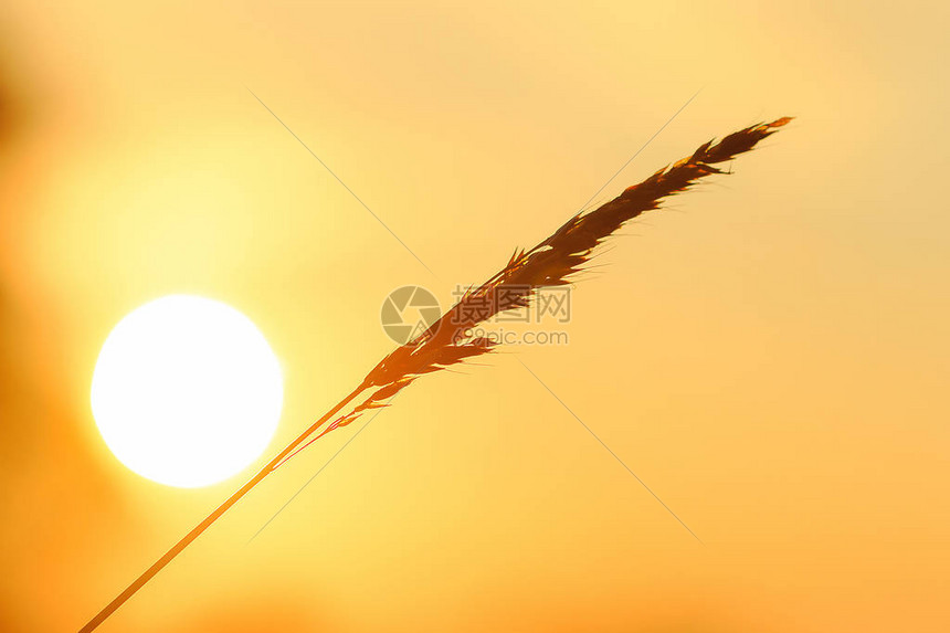 草和太阳的剪影图片
