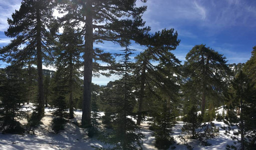 冬至雪景阳光在冬季森林中闪耀蓝天空背景的青山绿松树美背景