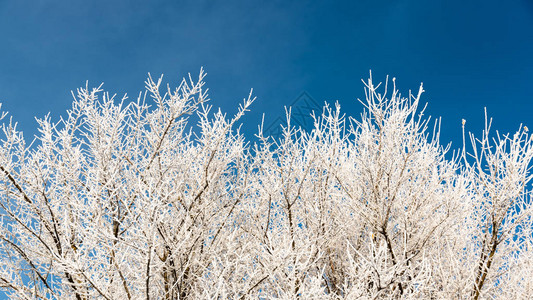 冬季蓝天空背景的树枝上的白霜图片