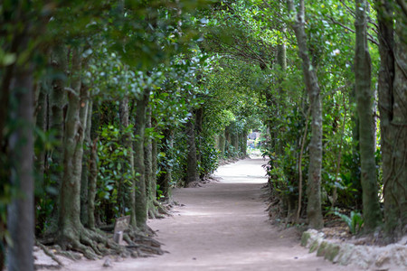 冲绳绿树成荫的街道背景图片