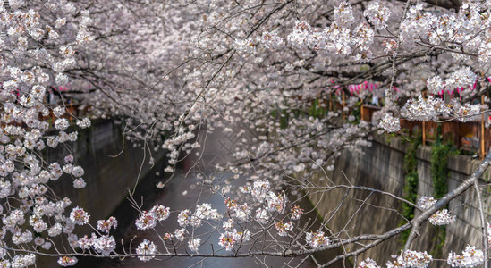 目黑樱花节日本东京目黑河春季樱花盛开许多来日本的游客选择在樱花盛图片