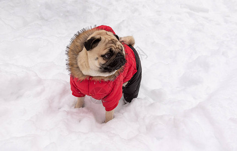 哈巴狗穿着红衣服站在雪地上等朋友图片