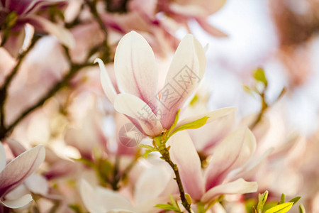蓝天上春天美丽柔软的玉兰花图片